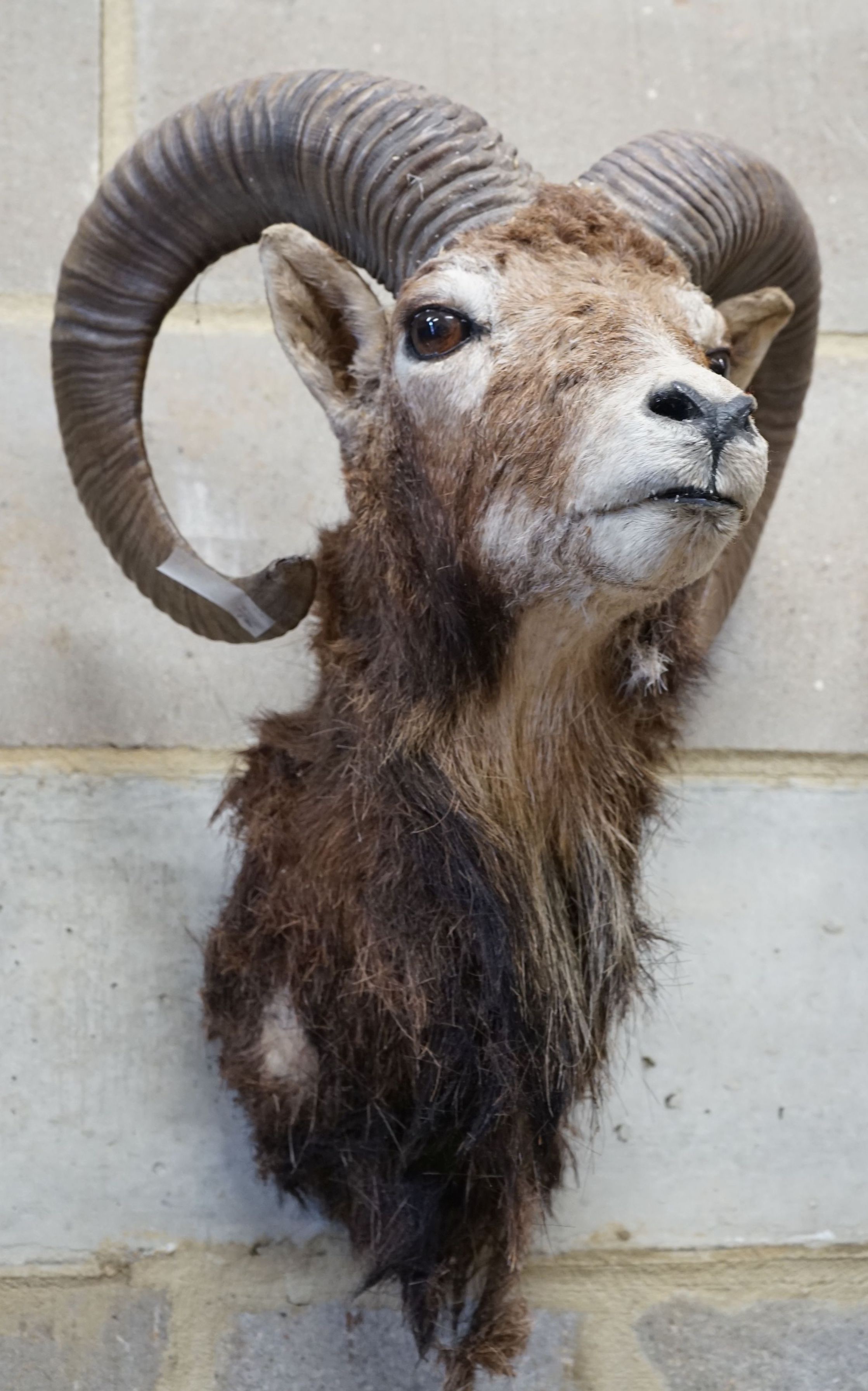 A mounted taxidermy goat’s mask, approximately 53 cm high